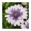 Osteospermum 3D 'Double Violet Ice' | Bedding | 5 x Large Plugs -June Plants Sales Store PL9085SPX5 main image 0052