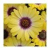 Osteospermum Serenity 'Blue Eyed Beauty' | Bedding | 5 x Large Plugs -June Plants Sales Store PL9086SPX5 main image fd7c