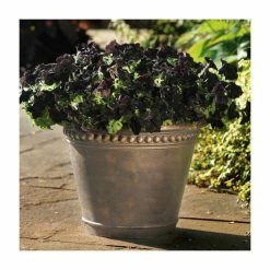 Petunia 'Black Velvet' | Bedding | 5 x Large Plugs -June Plants Sales Store PL9089SPX5 add image 1 bb48