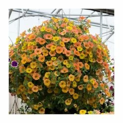 Petunia Cascadia™ 'Indian Summer' | Bedding | 5 x Large Plugs -June Plants Sales Store PL9090SPX5 add image 1 a63a