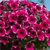 Petunia Cascadia™ 'Rim Cherry' | Bedding | 5 x Large Plugs -June Plants Sales Store PL9091SPX5 main image d1e6