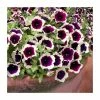 Petunia Cascadia™ 'Rim Magenta' | Bedding | 5 x Large Plugs -June Plants Sales Store PL9092SPX5 main image 0905