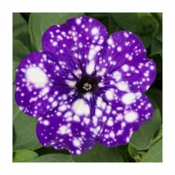 Petunia Sky 'Night Sky®' | Bedding | 5 x Large Plugs -June Plants Sales Store PL9102SPX5 add image 2 4dbe