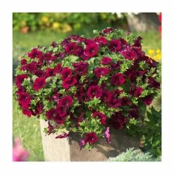 Petunia Surfinia® 'Burgundy' | Bedding | 5 x Large Plugs -June Plants Sales Store PL9108SPX5 add image 1 45b6
