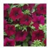 Petunia Surfinia® 'Burgundy' | Bedding | 5 x Large Plugs -June Plants Sales Store PL9108SPX5 main image 7abd