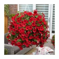 Petunia Surfinia® 'Deep Red' | Bedding | 5 x Large Plugs -June Plants Sales Store PL9109SPX5 add image 1 fe63