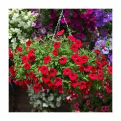 Petunia Surfinia® 'Deep Red' | Bedding | 5 x Large Plugs -June Plants Sales Store PL9109SPX5 add image 2 ed39
