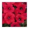 Petunia Surfinia® 'Deep Red' | Bedding | 5 x Large Plugs -June Plants Sales Store PL9109SPX5 main image ad84