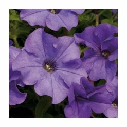 Petunia Surfinia® 'Heavenly Blue' | Bedding | 5 x Large Plugs
