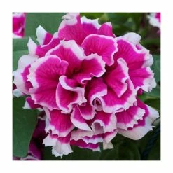 Petunia Tumbelina® 'Anna' | Bedding | 5 x Large Plugs