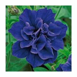 Petunia Tumbelina® 'Belinda' | Bedding | 5 x Large Plugs