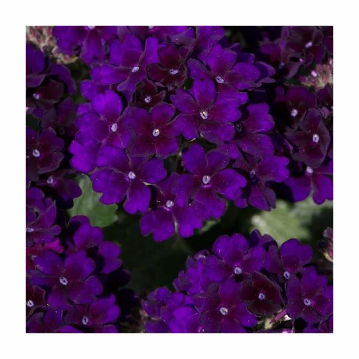 Verbena Showboat 'Midnight' | Bedding | 5 x Large Plugs 3 Verbena Showboat 'Midnight' | Bedding | 5 x Large Plugs