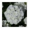 Verbena Showboat 'White' | Bedding | 5 x Large Plugs