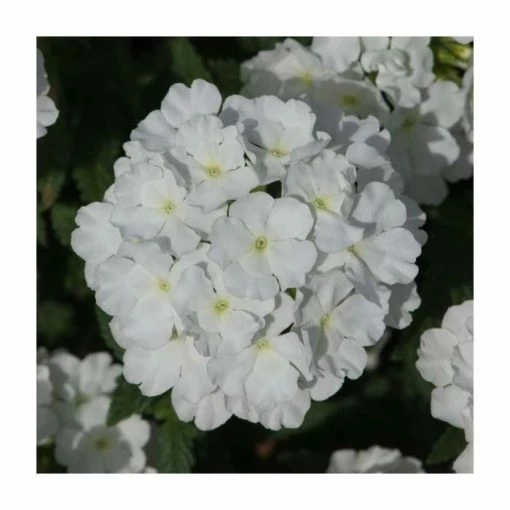 Verbena Showboat 'White' | Bedding | 5 x Large Plugs -June Plants Sales Store PL9134SPX5 main image 8251