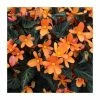 Begonia 'Glowing Embers' | Perennials | Pack of 5 Large Premium Plug Plants 1 Begonia 'Glowing Embers' | Perennials | Pack of 5 Large Premium Plug Plants -June Plants Sales Store PL9138PPX5 main image ccfb