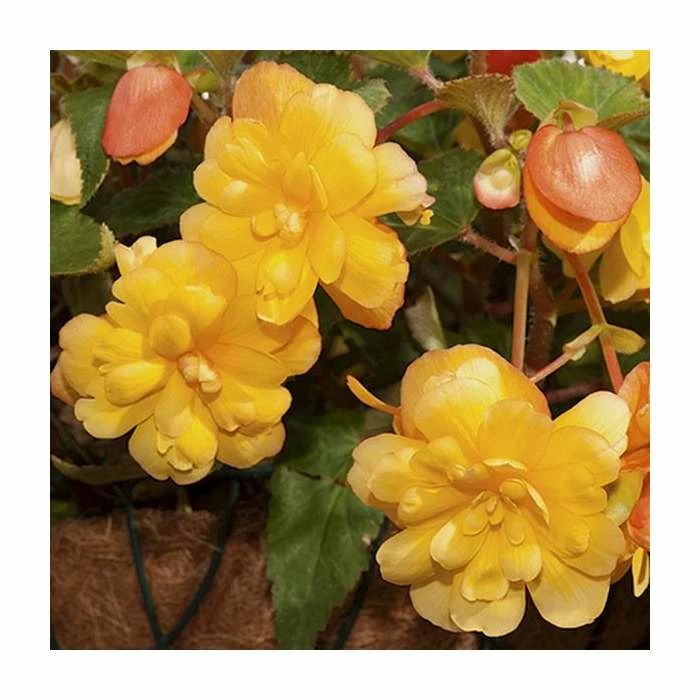 Begonia Illumination® 'Apricot Shades' | Perennials | Pack of 5 Large Premium Plug Plants 5 Begonia Illumination® 'Apricot Shades' | Perennials | Pack of 5 Large Premium Plug Plants - Image 3