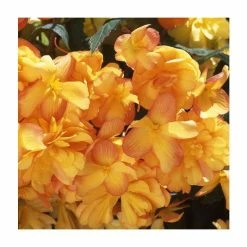 Begonia Illumination® 'Apricot Shades' | Perennials | Pack of 5 Large Premium Plug Plants