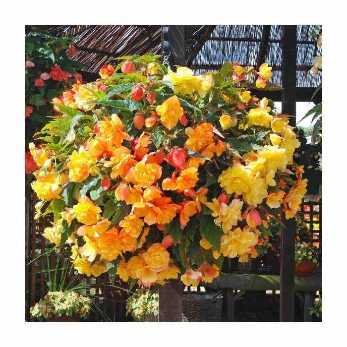 Begonia Illumination® 'Apricot Shades' | Perennials | Pack of 5 Large Premium Plug Plants 4 Begonia Illumination® 'Apricot Shades' | Perennials | Pack of 5 Large Premium Plug Plants - Image 2