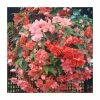 Begonia Illumination® 'Salmon Pink' | Perennials | Pack of 5 Large Premium Plug Plants -June Plants Sales Store PL9140PPX5 main image 17fc