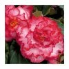 Begonia 'Majestic White Pink Picotee' | Perennials | Pack of 5 Large Premium Plug Plants