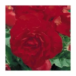 Begonia 'Nonstop Red'| Perennials | Pack of 5 Large Premium Plug Plants