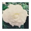 Begonia 'Nonstop White' | Perennials | Pack of 5 Large Premium Plug Plants -June Plants Sales Store PL9145PPX5 main image e29a