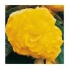 Begonia 'Nonstop Yellow' | Perennials | Pack of 5 Large Premium Plug Plants -June Plants Sales Store PL9146PPX5 main image 8de2