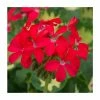 Geranium Variegated 'Happy Thought Red' | Perennial | 5 x Large Plugs -June Plants Sales Store PL9166PPX5 main image 845f
