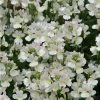 Nemesia Scented 'Wisley Vanilla' | Bedding | 5 x Large Plugs -June Plants Sales Store PL9171PPX5 main image b170