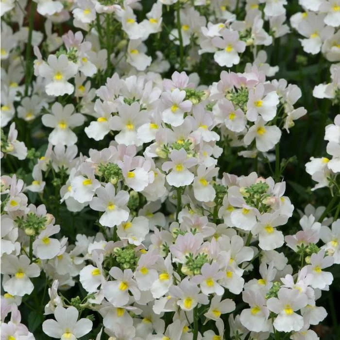 Nemesia Scented 'Wisley Vanilla' | Bedding | 5 x Large Plugs 3 Nemesia Scented 'Wisley Vanilla' | Bedding | 5 x Large Plugs