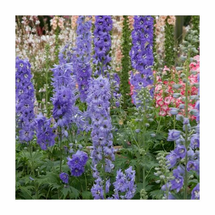 Delphinium elatum Magic Fountains 'Lavender with White Bee' | Perennial | 5 x Large Plugs 4 Delphinium elatum Magic Fountains 'Lavender with White Bee' | Perennial | 5 x Large Plugs - Image 2