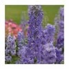 Delphinium elatum Magic Fountains 'Lavender with White Bee' | Perennial | 5 x Large Plugs -June Plants Sales Store PL9198PPX5 main image 8bc3