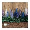 Delphinium elatum Magic Fountains 'Cherry Blossum with White Bee' | Perennial | 5 x Large Plugs 1 Delphinium elatum Magic Fountains 'Cherry Blossum with White Bee' | Perennial | 5 x Large Plugs -June Plants Sales Store PL9199PPX5 main image 7c9a