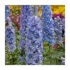 Delphinium elatum Magic Fountains 'Sky Blue with White Bee' | Perennial | 5 x Large Plugs 2 Delphinium elatum Magic Fountains 'Sky Blue with White Bee' | Perennial | 5 x Large Plugs -June Plants Sales Store PL9201PPX5 main image d48f