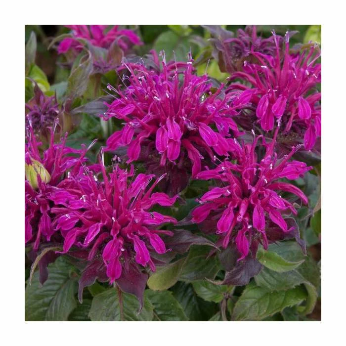 Monarda Balmy 'Purple' | Pack of 5 Plug Plants 4 Monarda Balmy 'Purple' | Pack of 5 Plug Plants - Image 2
