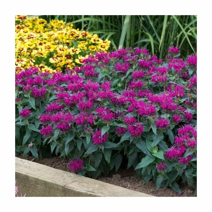 Monarda Balmy 'Purple' | Pack of 5 Plug Plants 5 Monarda Balmy 'Purple' | Pack of 5 Plug Plants - Image 3