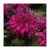 Monarda Balmy 'Purple' | Pack of 5 Plug Plants -June Plants Sales Store PL9211PPX5 main image fd20