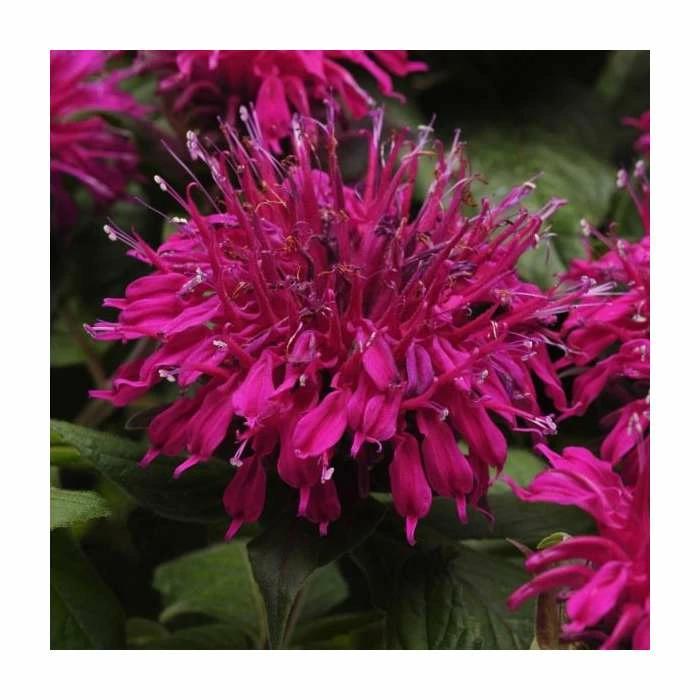 Monarda Balmy 'Purple' | Pack of 5 Plug Plants 3 Monarda Balmy 'Purple' | Pack of 5 Plug Plants