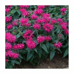 Monarda Balmy 'Rose' | Pack of 5 Plug Plants -June Plants Sales Store PL9214PPX5 add image 2 9f18