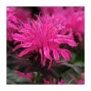 Monarda Balmy 'Rose' | Pack of 5 Plug Plants -June Plants Sales Store PL9214PPX5 main image 8e38