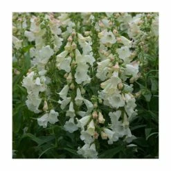 Penstemon Arabesque 'Appleblossom' | Perennial | 5 x Large Plugs -June Plants Sales Store PL9215PPX5 add image 1 98f9
