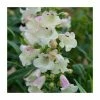 Penstemon Arabesque 'Appleblossom' | Perennial | 5 x Large Plugs 1 Penstemon Arabesque 'Appleblossom' | Perennial | 5 x Large Plugs -June Plants Sales Store PL9215PPX5 main image 7442