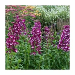 Penstemon Arabesque 'Violet' | Perennial | 5 x Large Plugs -June Plants Sales Store PL9219PPX5 add image 1 e8c8