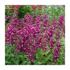 Penstemon Arabesque 'Violet' | Perennial | 5 x Large Plugs -June Plants Sales Store PL9219PPX5 add image 2 e59f