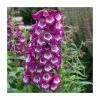 Penstemon Arabesque 'Violet' | Perennial | 5 x Large Plugs -June Plants Sales Store PL9219PPX5 main image d54a