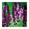 Salvia nemorosa 'Sensation Rose' | Pack of 5 Plug Plants 2 Salvia nemorosa 'Sensation Rose' | Pack of 5 Plug Plants -June Plants Sales Store PL9226PPX5 main image 98c5