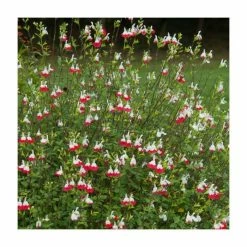 Salvia 'Hot Lips' | Perennial | 5 x Large Plugs 8 Salvia 'Hot Lips' | Perennial | 5 x Large Plugs -June Plants Sales Store PL9228PPX5 add image 2 aec4