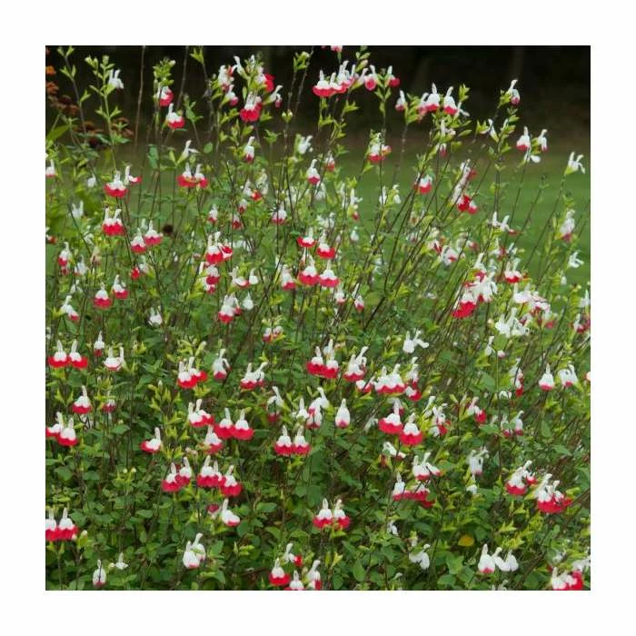 Salvia 'Hot Lips' | Perennial | 5 x Large Plugs 5 Salvia 'Hot Lips' | Perennial | 5 x Large Plugs - Image 3