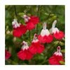 Salvia 'Hot Lips' | Perennial | 5 x Large Plugs -June Plants Sales Store PL9228PPX5 main image 0a22
