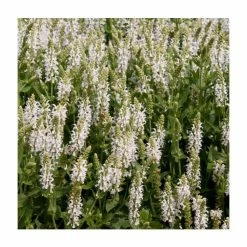 Salvia 'Lyrical White' | Perennial | 5 x Large Plugs
